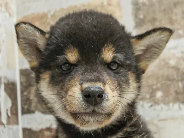 長野県の柴犬(標準サイズ) (ペッツワン塩尻店/2025年3月8日生まれ/女の子/黒)の子犬